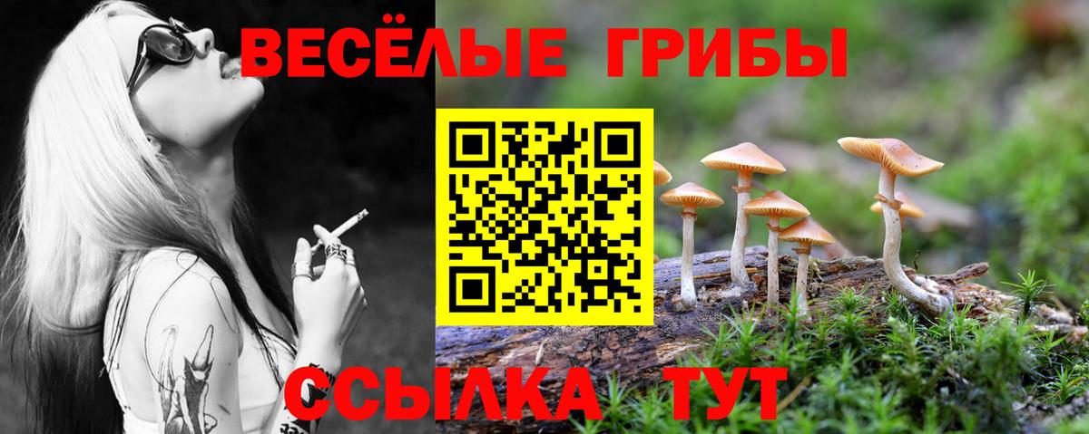 Псилоцибиновые грибы Psilocybine cubensis Сальск